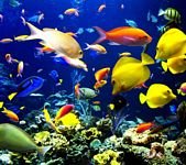 pic for colorful fishes 